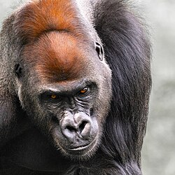 Close-up of male silverback's head at the Leipzig Zoo in Leipzig city, Germany