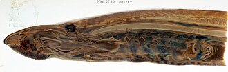 Median section of lamprey demonstrating internal anatomy