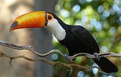 The toco toucan is an animal typical of the Brazilian savannas.