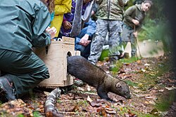 A fisher leaps from its holding container and darts off into the Gifford Pinchot National Forest.