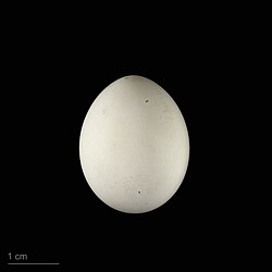 An egg of monk parakeet.