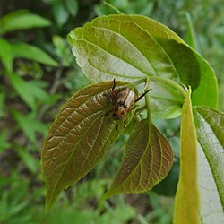 On a leaf