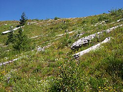 Twenty-five years after the devastating eruption at Mount St. Helens, United States, pioneer species have moved in.