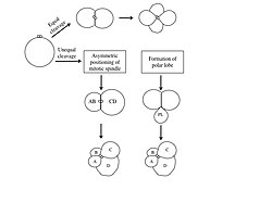 D quadrant specification through equal and unequal cleavage mechanisms. At the 4-cell stage of equal cleavage, the D macromere has not been specified yet. It will be specified after the formation of the third quartet of micromeres. Unequal cleavage occurs in two ways: asymmetric positioning of the mitotic spindle, or through the formation of a polar lobe (PL).