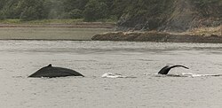 Humpback whales watching (Megaptera novaeangliae), Juneau, Alaska, United States.