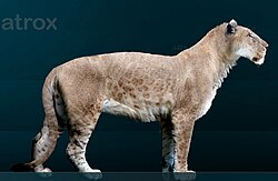 American lion (Panthera atrox) reconstruction