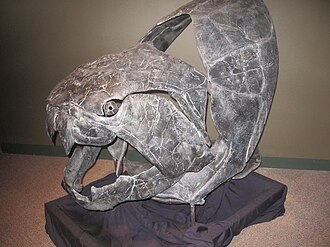 Dunkleosteus, among the first of the vertebrate apex predators, was a giant armoured placoderm predator.