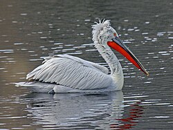 Dalmatian pelican
