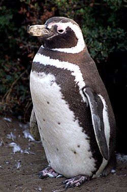 Magellanic penguin