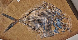 Fossil of the Triassic †bobasatraniiform †Bobasatrania canadensis