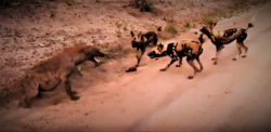 Pack confronting a spotted hyena in Sabi Sand Game Reserve