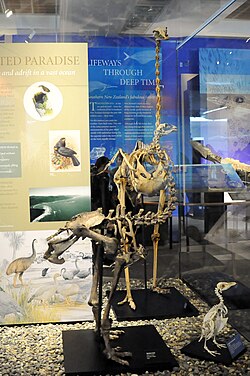 The skeletons of an eastern moa (l), ostrich (rear), and Fiordland penguin (r) in the Otago Museum