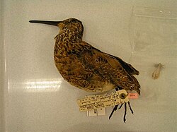 The extinct North Island snipe