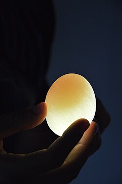 This chicken egg has been soaked in vinegar for a few days and has become translucent and flexible.