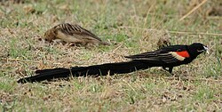 Male and female long-tailed widowbirds
