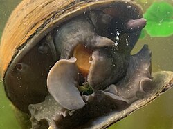 An apple snail, Pomacea maculata, floating and eating a piece of carrot