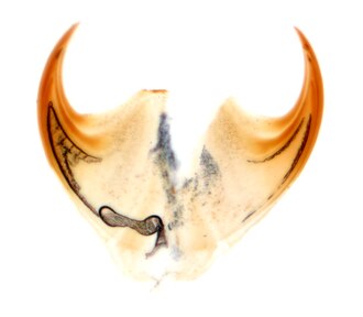 A pair of claws from Euperipatoides kanangrensis