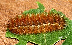 Buff ermine moth caterpillar, a polyphagous micropredator