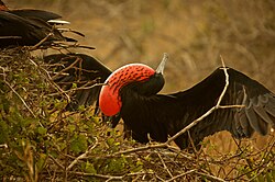 Magnificent frigatebird male breeding display