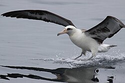 Laysan albatross landing on water near one of the Aleutian Islands in Alaska