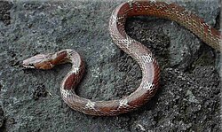 Lycodon aulicus was named Coluber aulicus in 1758.