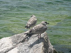 Two fledglings resting on a rock on the shore on Lake Ontario