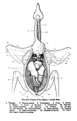 The gizzard (serial 8) of a pigeon, seen at the right of the duodenum between the legs.