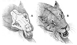 Restoration of Smilodon applying a carnassial bite while feeding, by Antón