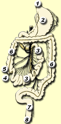 Lower GI tract - 3) Small intestine; 5) Cecum; 6) Large intestine
