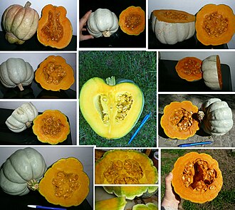 A morphologically diverse group of fruit from the Zapallo Plomo landrace of Cucurbita maxima squash