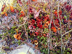 Pitcher plants growing in a bog in Pennsylvania
