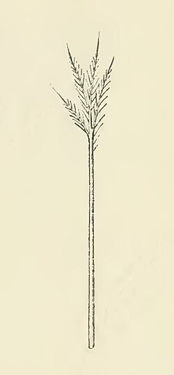 Illustration of a goose filoplume feather, from The Structure and Life of Birds (1895).