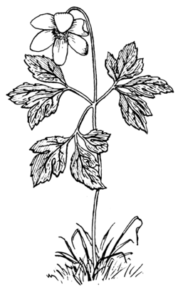 An illustration of an anemone