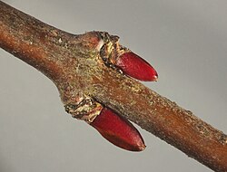 Winter buds on Cercidiphyllum japonicum