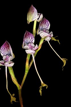 Disa spathulata