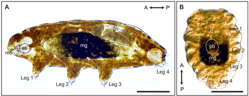 Richtersius coronifer in active and 'tun' states.A↔P = anterior-posterior; mg = midgut; go = gonad;pb = pharyngeal bulb; mo = mouth; st = styletScale bars = 100 μm