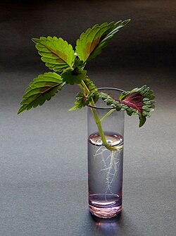 Cutting from Coleus scutellarioides – after 14 days the roots are 6 cm long.