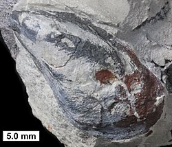 Mytilarca is a distant relative of the mussels; from the Middle Devonian of Wisconsin.