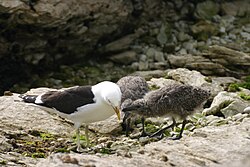 Kelp gull chicks peck at red spot on mother's beak to stimulate the regurgitating reflex.