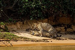 Jaguars mating in the northern Pantanal