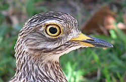 Spotted thick-knee