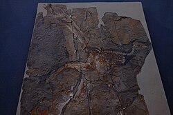 Holotype specimen of Jinfengopteryx featuring elongated feathers