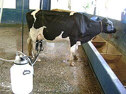 Milk extraction in Minas Gerais.