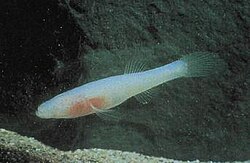 The Ozark cavefish, a species that depends on bat guano as a source of food.