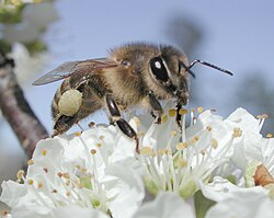 Pollinating insects are co-adapted with flowering plants.