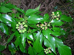 Hedera helix adult leaves and unripe berries in Ayrshire, Scotland