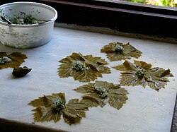 Stuffed vine leaves being prepared