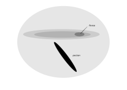 Each retina of the Manx shearwater has one fovea and an elongated strip of high photoreceptor density. The pecten has many blood vessels and appears to keep the retina supplied with nutrients.[18]