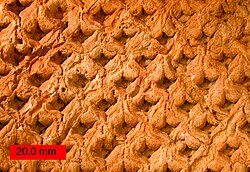 External mold of the extinct Lepidodendron from the Upper Carboniferous of Ohio[25][26]