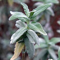 Foliage